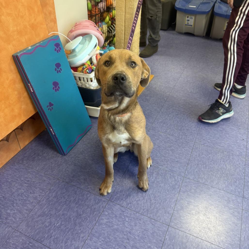 Donatello — thumbnail 5