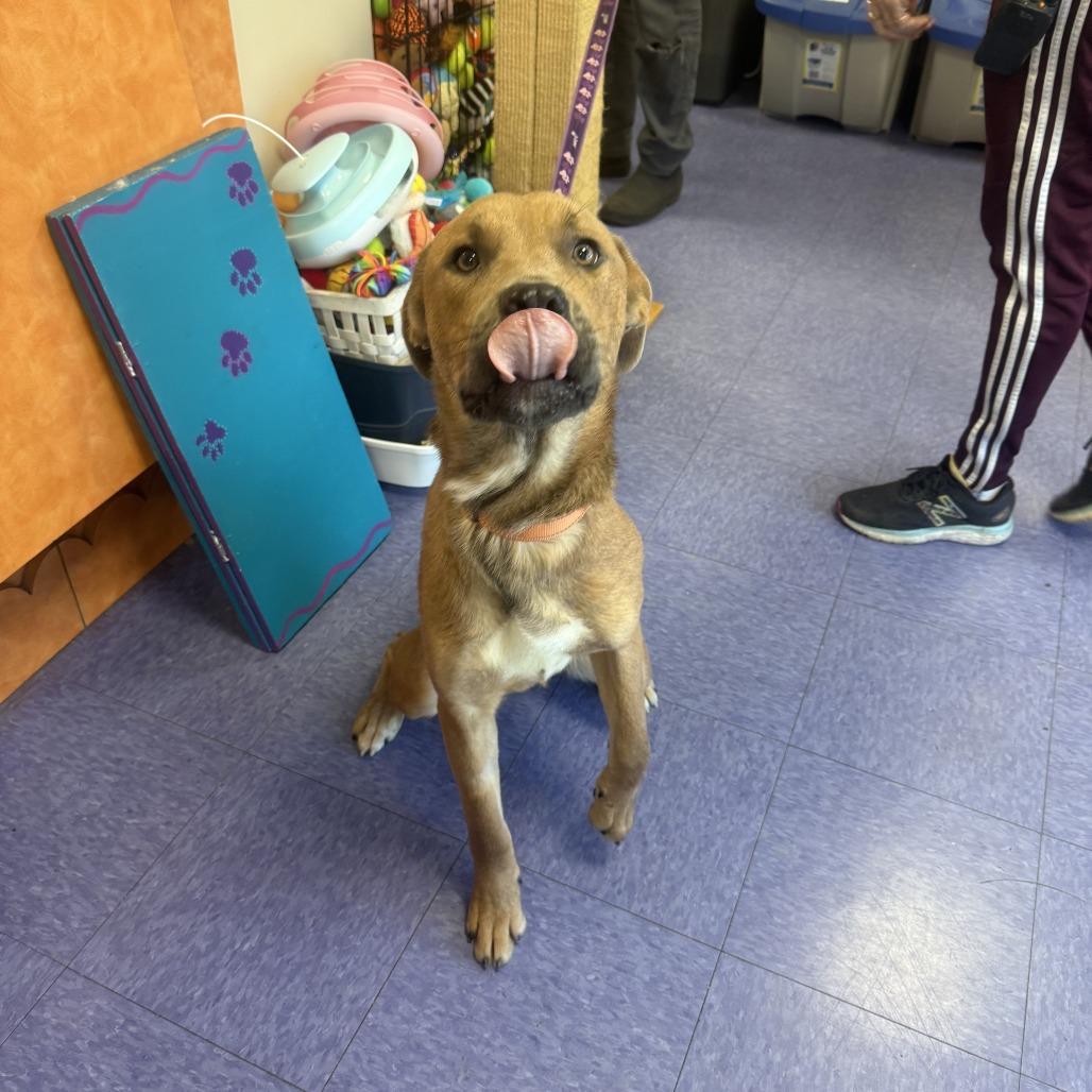 Donatello — thumbnail 6