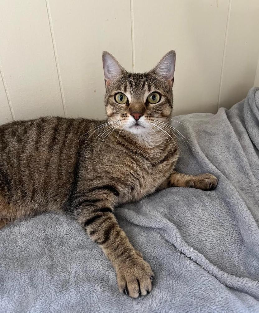 Kiwi, ADOPTABLE, Young Female Domestic Short Hair.
