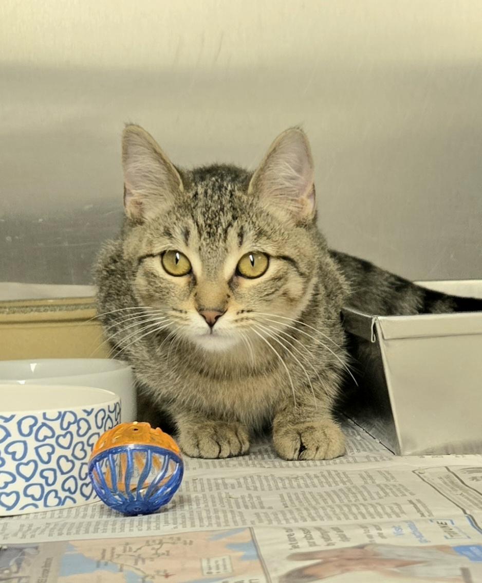 Auburn, ADOPTABLE, Kitten Female Domestic Short Hair.