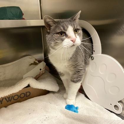 Piglet, Adoptable, Senior Female Domestic Short Hair.