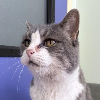 Piglet, Adoptable, Senior Female Domestic Short Hair.