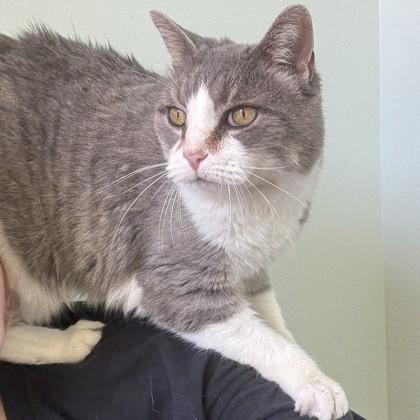 Piglet, a Adoptable mixed breed in Richmond, VA image 3/3