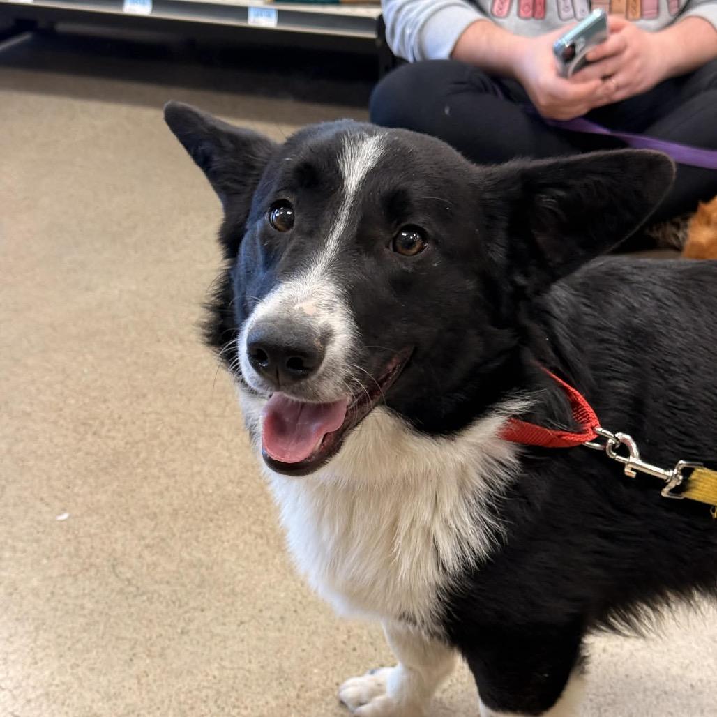 Quervo, Adoptable, Young Male Cardigan Welsh Corgi.