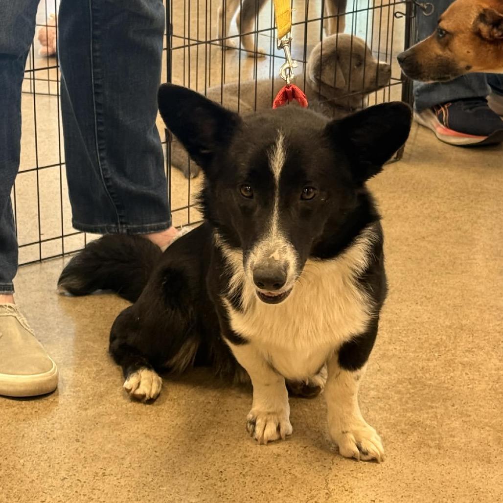 Enlarge Quervo, a Adoptable Cardigan Welsh Corgi in Pittsburg, KS image 2/3