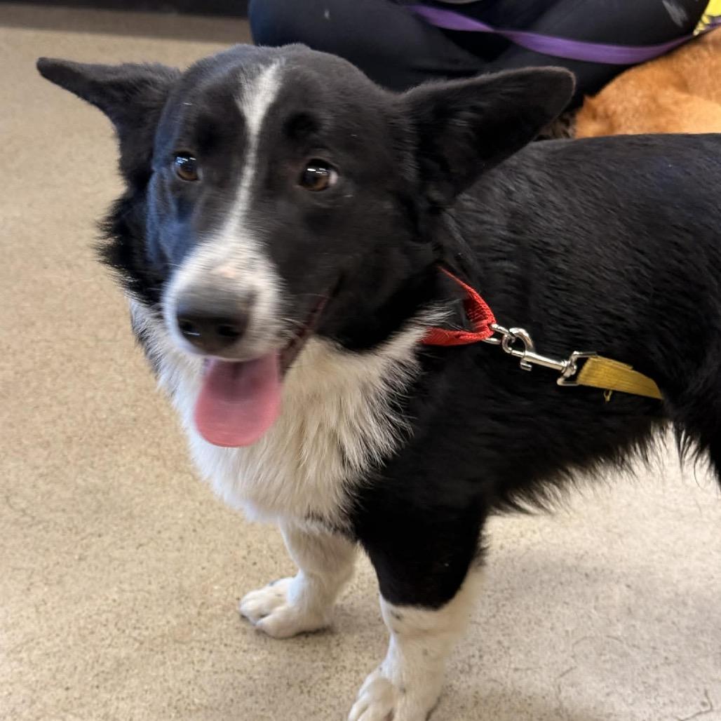 Enlarge Quervo, a Adoptable Cardigan Welsh Corgi in Pittsburg, KS image 3/3