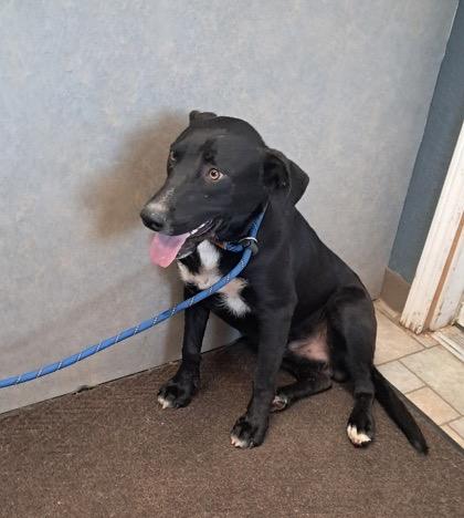 Enlarge Landon, a Adoptable mixed breed in Hollister, MO image 2/3