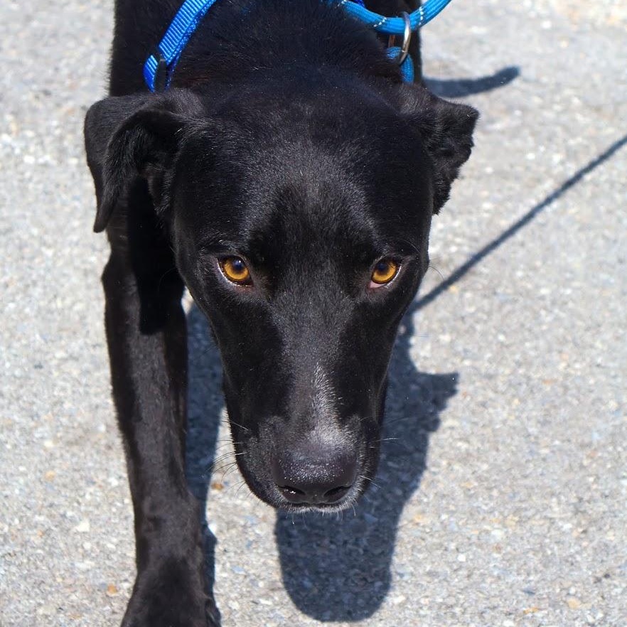 Enlarge Landon, a Adoptable mixed breed in Hollister, MO image 3/3