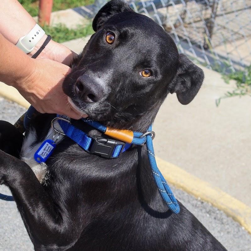 Landon, Adoptable, Young Male Black Labrador Retriever.