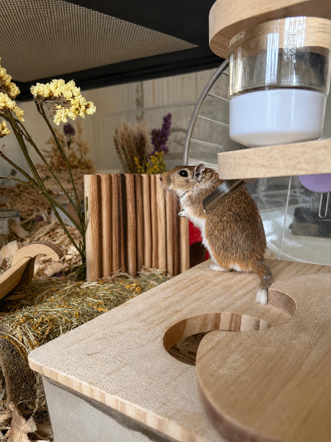 Gobi, adopted, Young Female Gerbil.