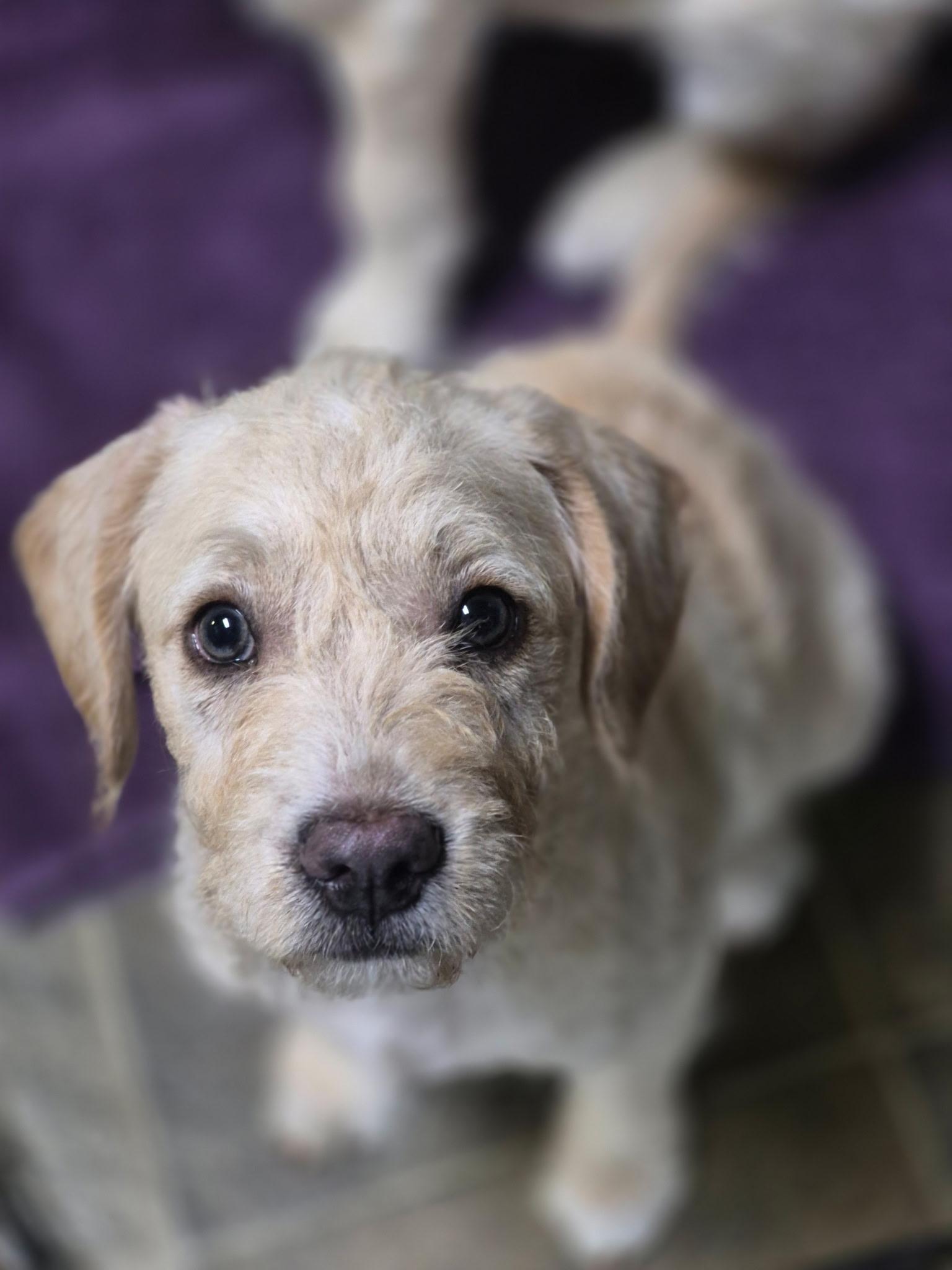 Bailey, an adopted mixed breed in Los Angeles, CA image 2/2