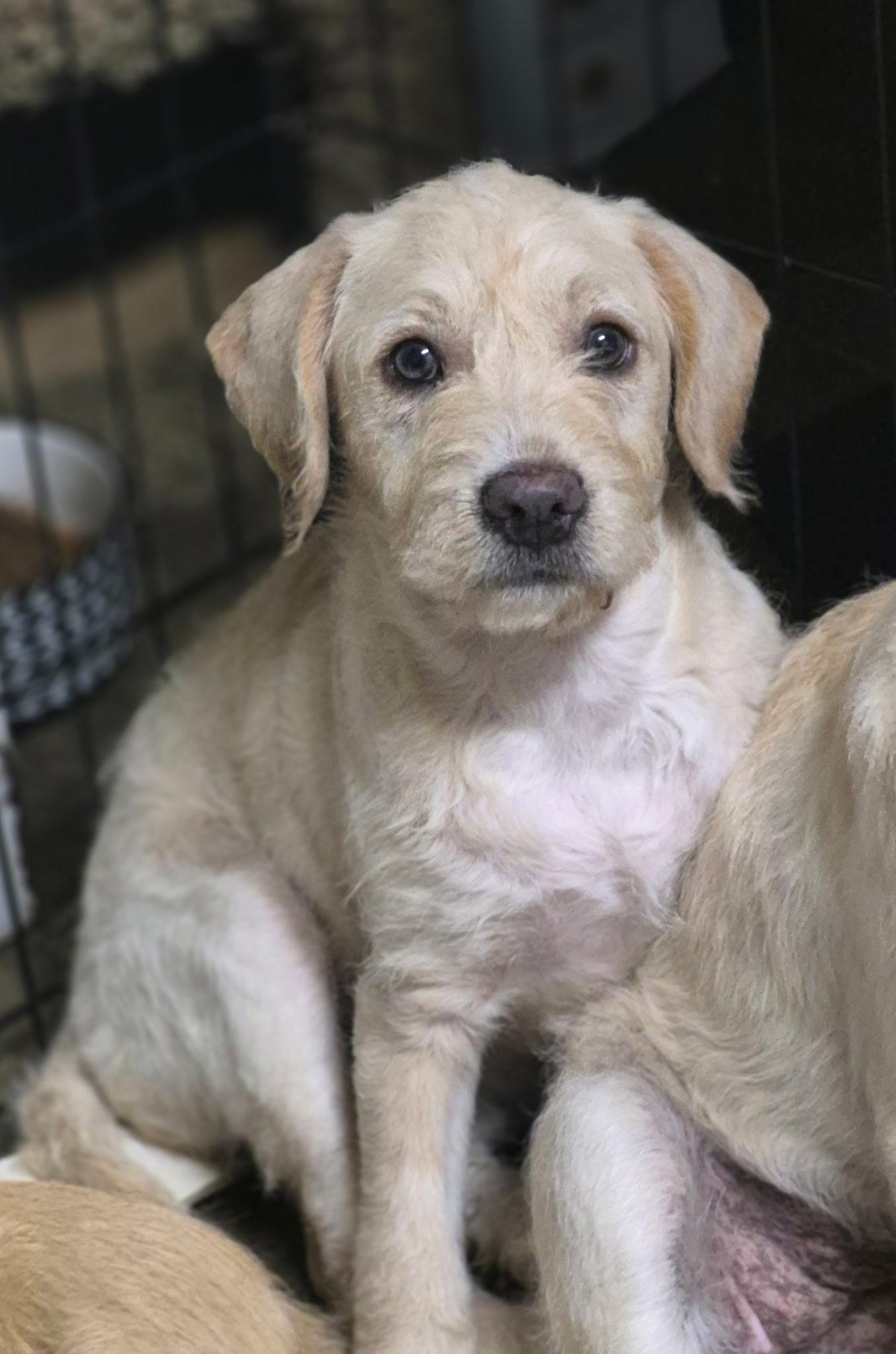 Bailey, an adopted mixed breed in Los Angeles, CA image 1/2