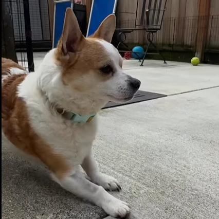 Enlarge Bruce, an adopted mixed breed in Sequim, WA image 4/4
