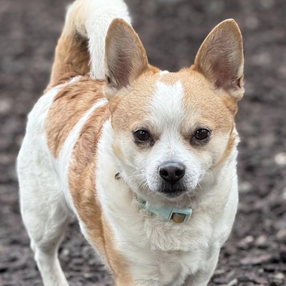 Bruce, adopted, Young Male Chihuahua.