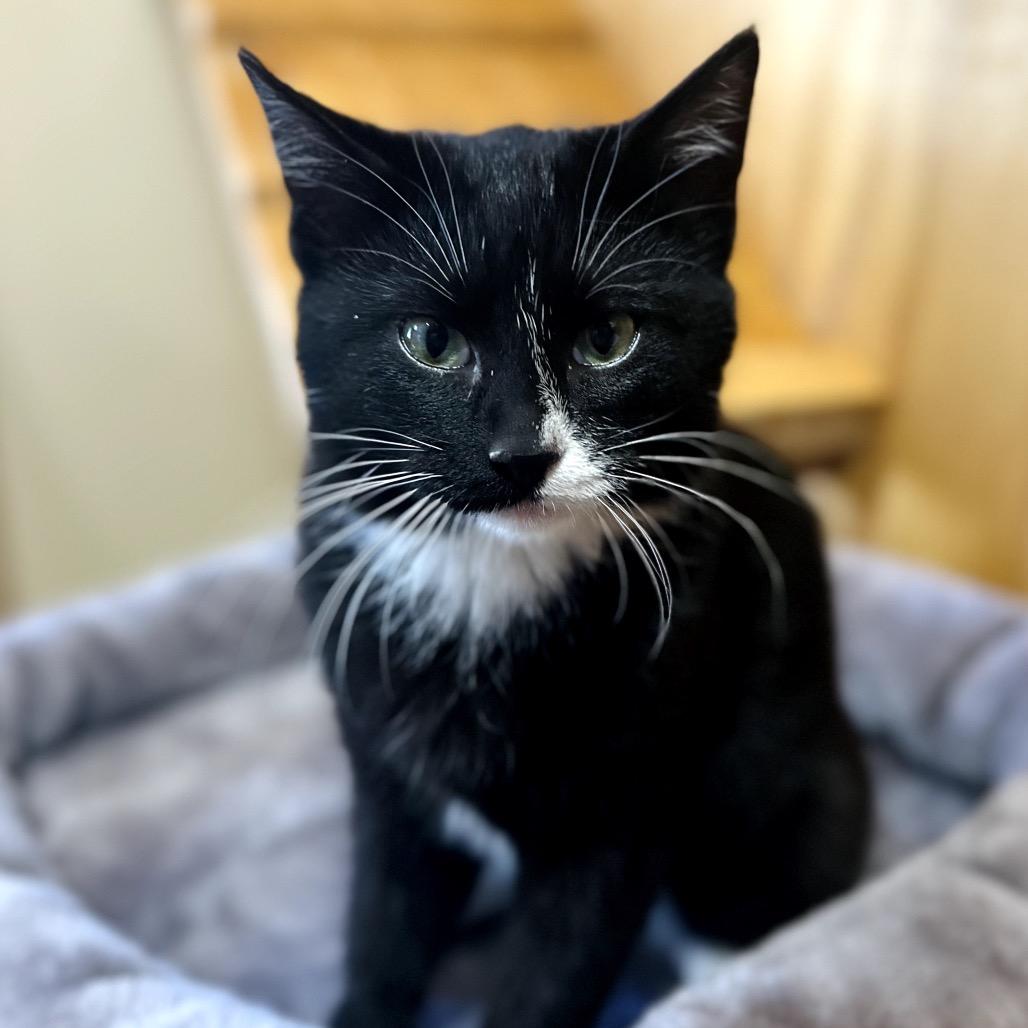 Falls, Adoptable, Kitten Female Domestic Short Hair.