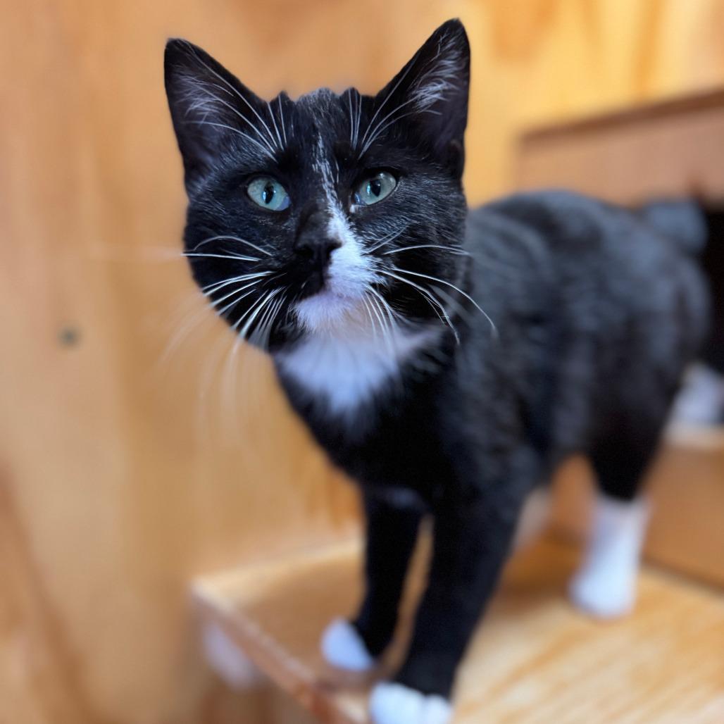 Falls, a Adoptable Domestic Short Hair in Lander, WY image 2/3