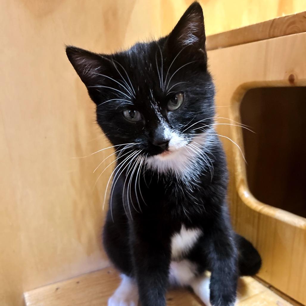 Falls, a Adoptable Domestic Short Hair in Lander, WY image 3/3