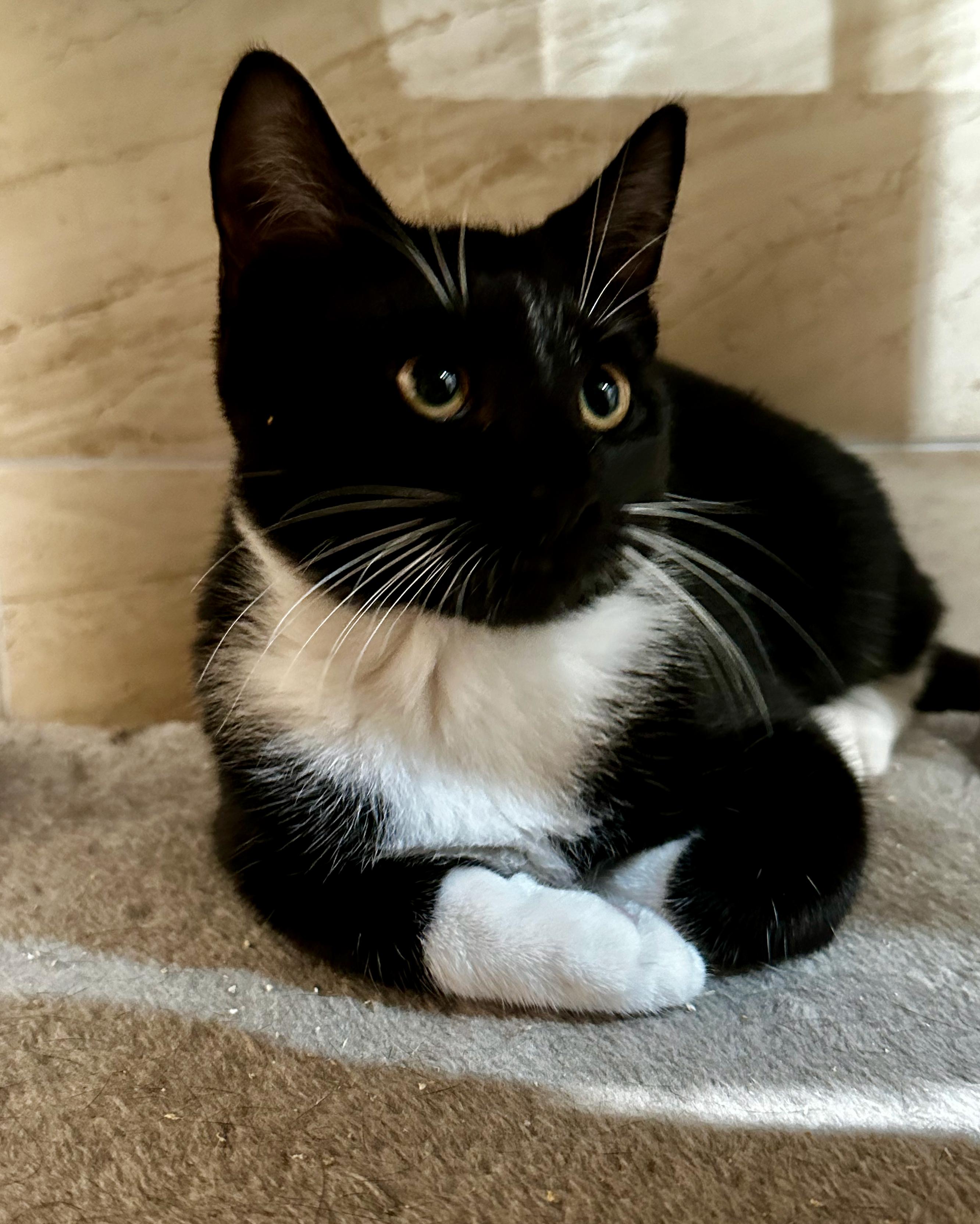 Austin, Adopted, Young Male Domestic Short Hair.