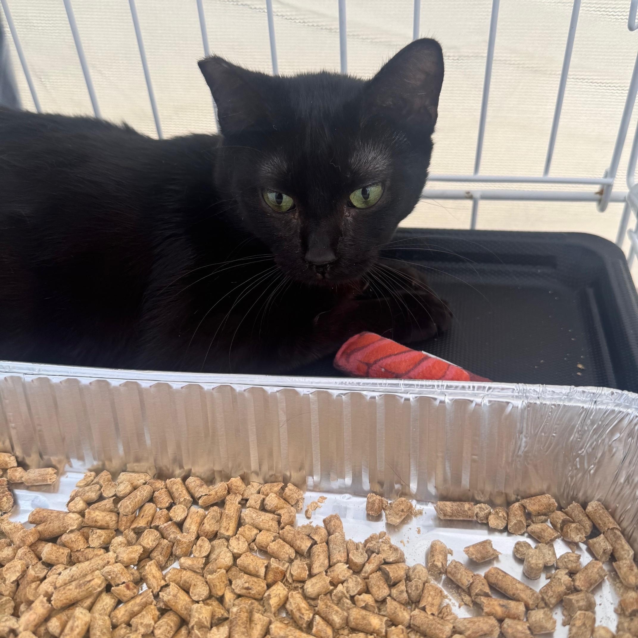 Enlarge Lily, a Adoptable Domestic Short Hair in Lodi, CA image 1/2