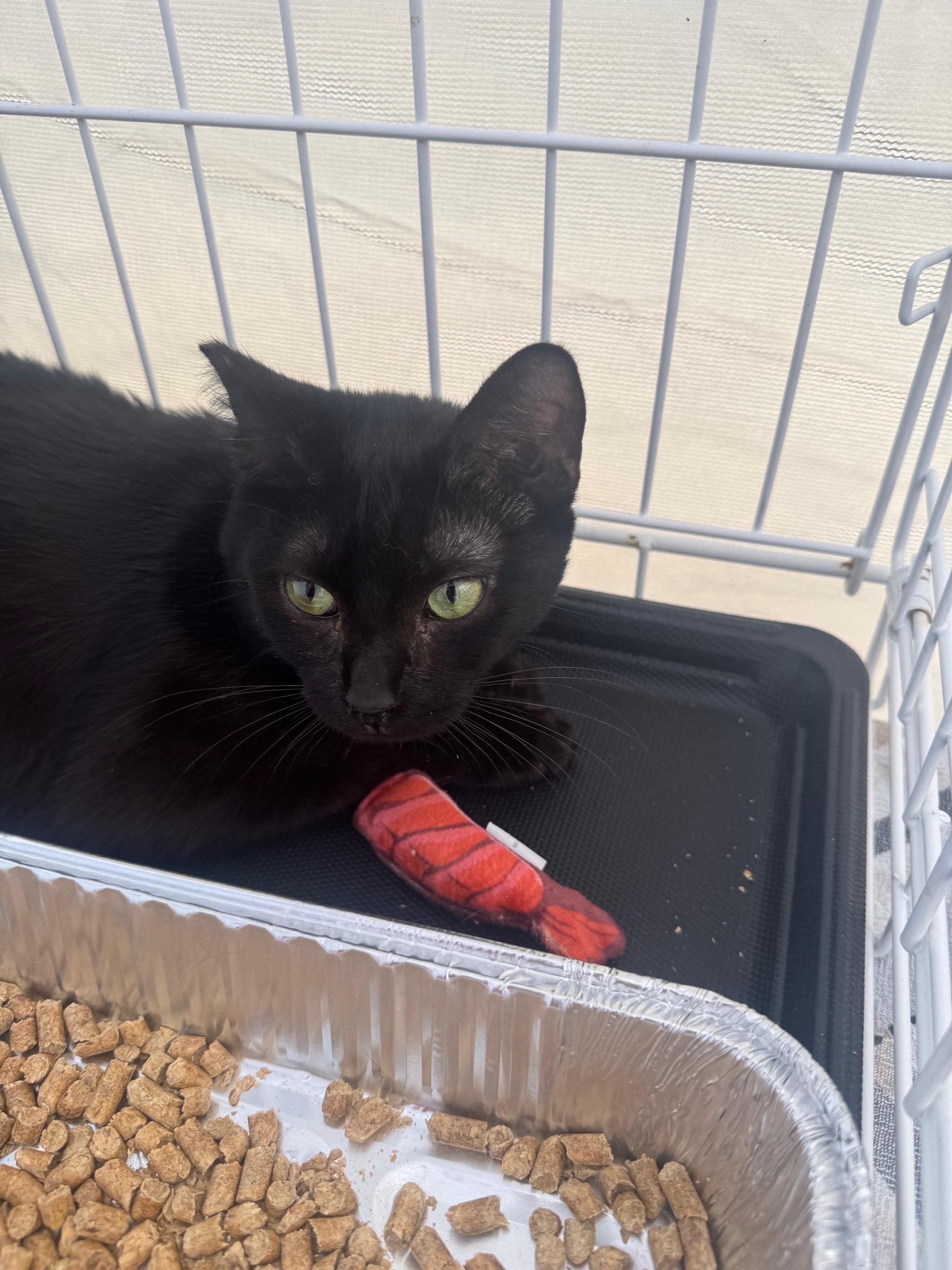 Enlarge Lily, a Adoptable Domestic Short Hair in Lodi, CA image 2/2