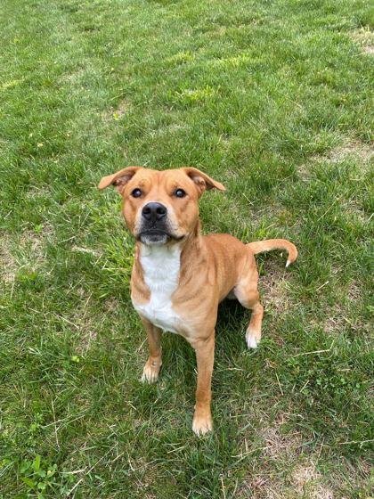 Elmer, Adoptable, Adult Male Mixed Breed & Mixed Breed.