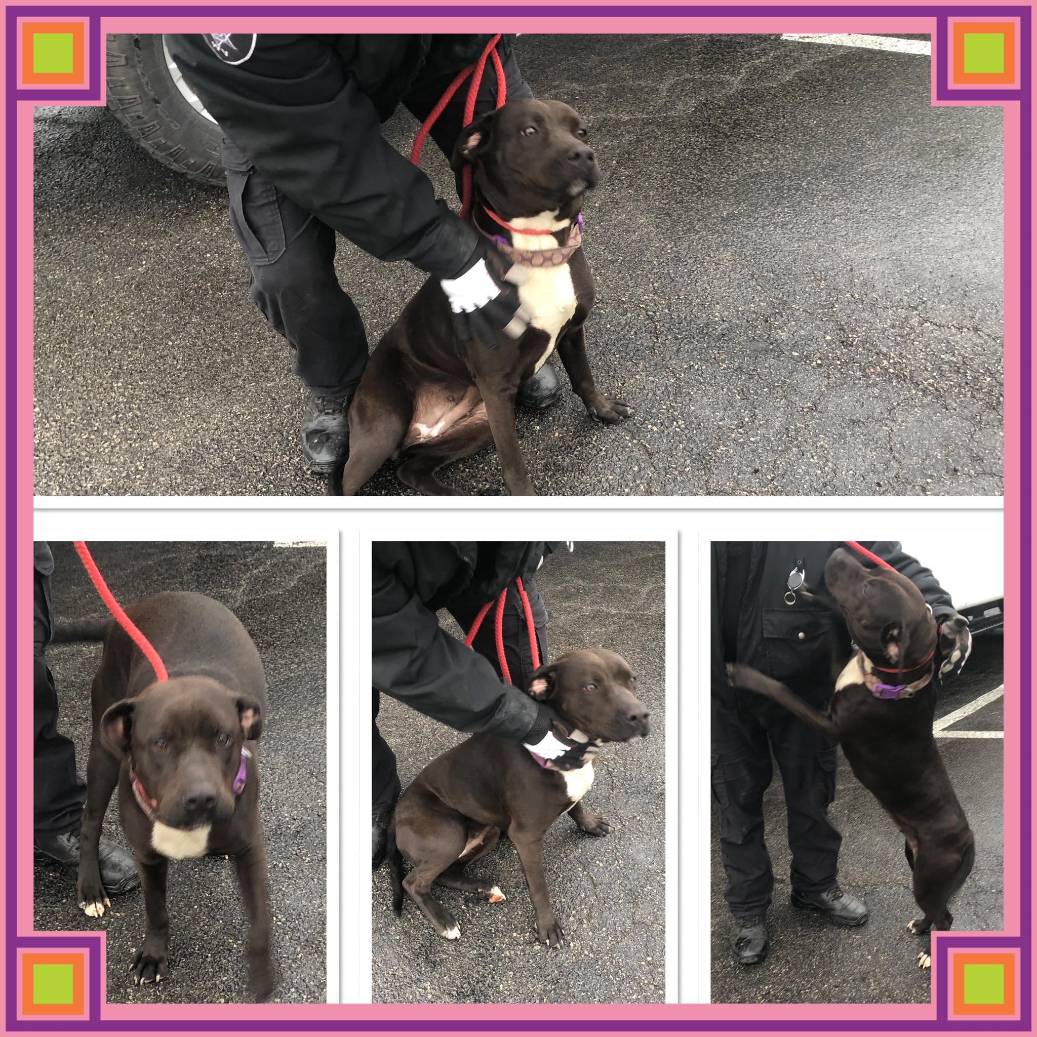 Enlarge NIKITA, a ADOPTABLE mixed breed in Buckhannon, WV image 1/1