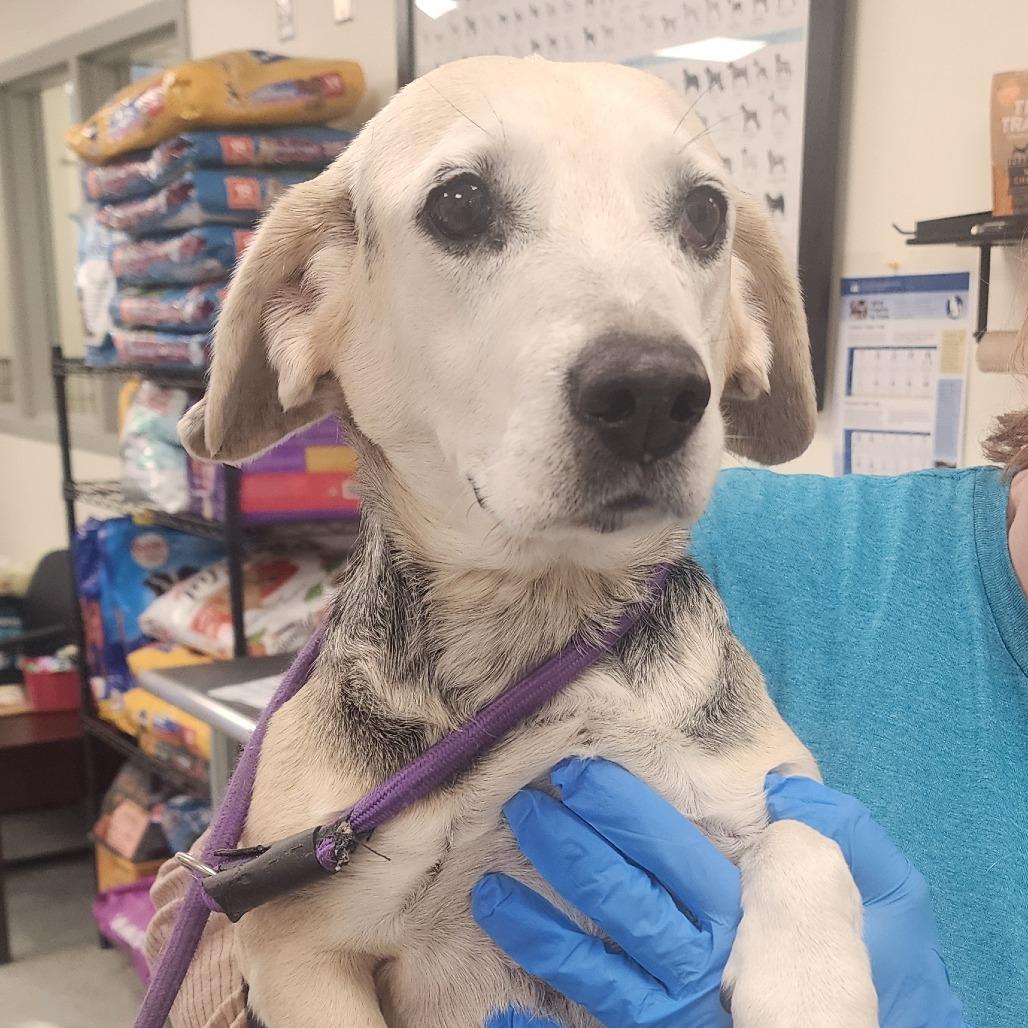 Enlarge Lilly, a Adoptable mixed breed in Galax, VA image 1/1