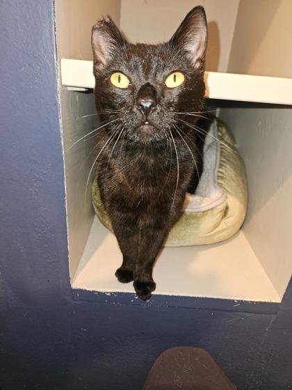 Kathy, Adoptable, Young Female Domestic Short Hair & Domestic Short Hair.