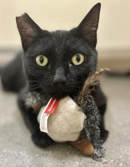 Kathy, Adoptable, Young Female Domestic Short Hair & Domestic Short Hair.