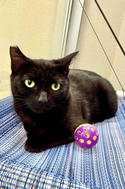 Enlarge Kathy, a Adoptable mixed breed in San Diego, CA image 3/3