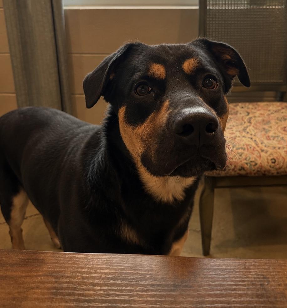 Meatball, ADOPTABLE, Young Male Rottweiler.