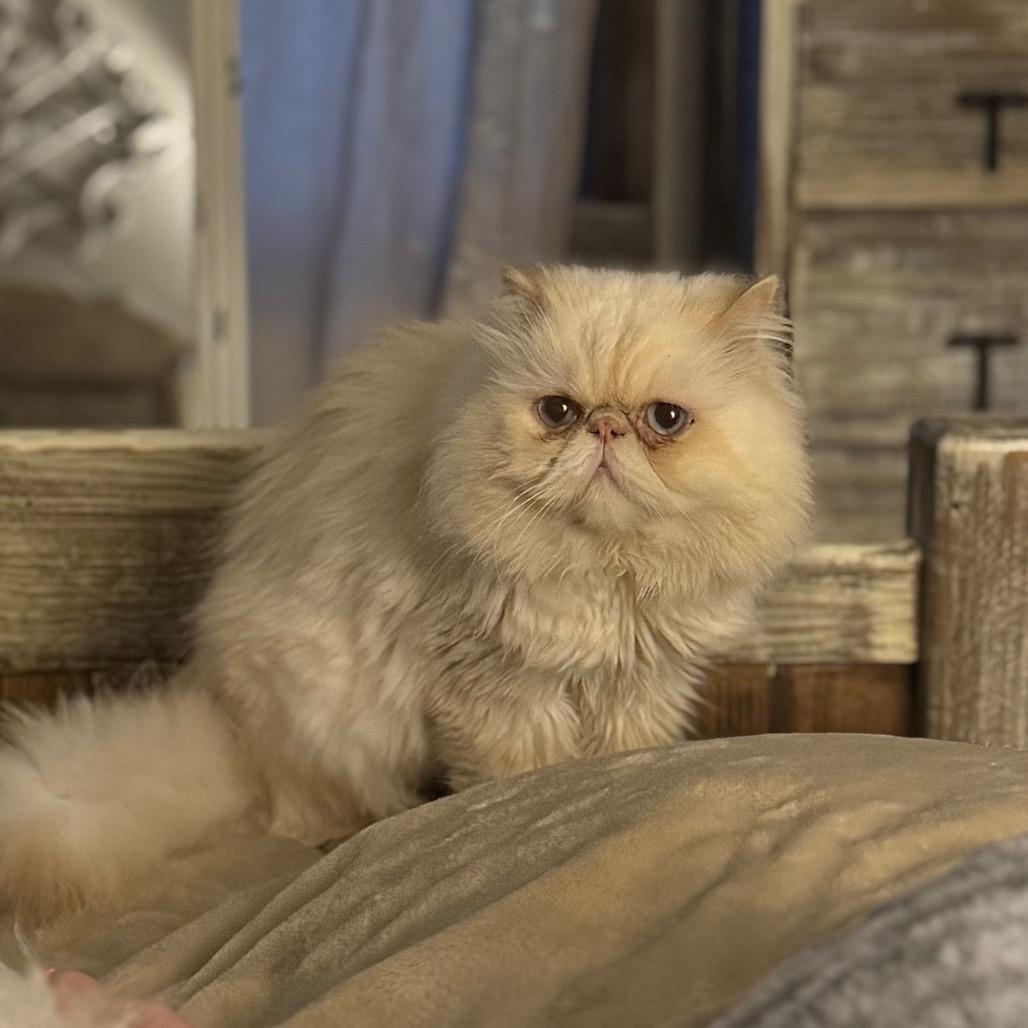 Enlarge Coco 'Calvin', a Adoptable Persian in Houston, TX image 1/6