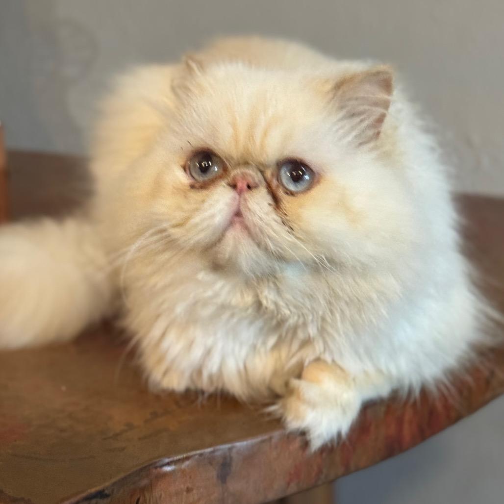 Enlarge Coco 'Calvin', a Adoptable Persian in Houston, TX image 2/6