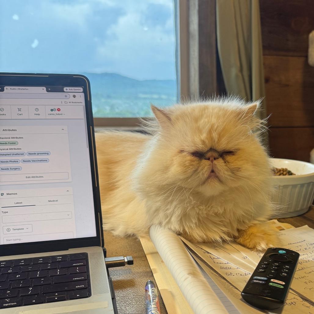 Enlarge Coco 'Calvin', a Adoptable Persian in Houston, TX image 3/6