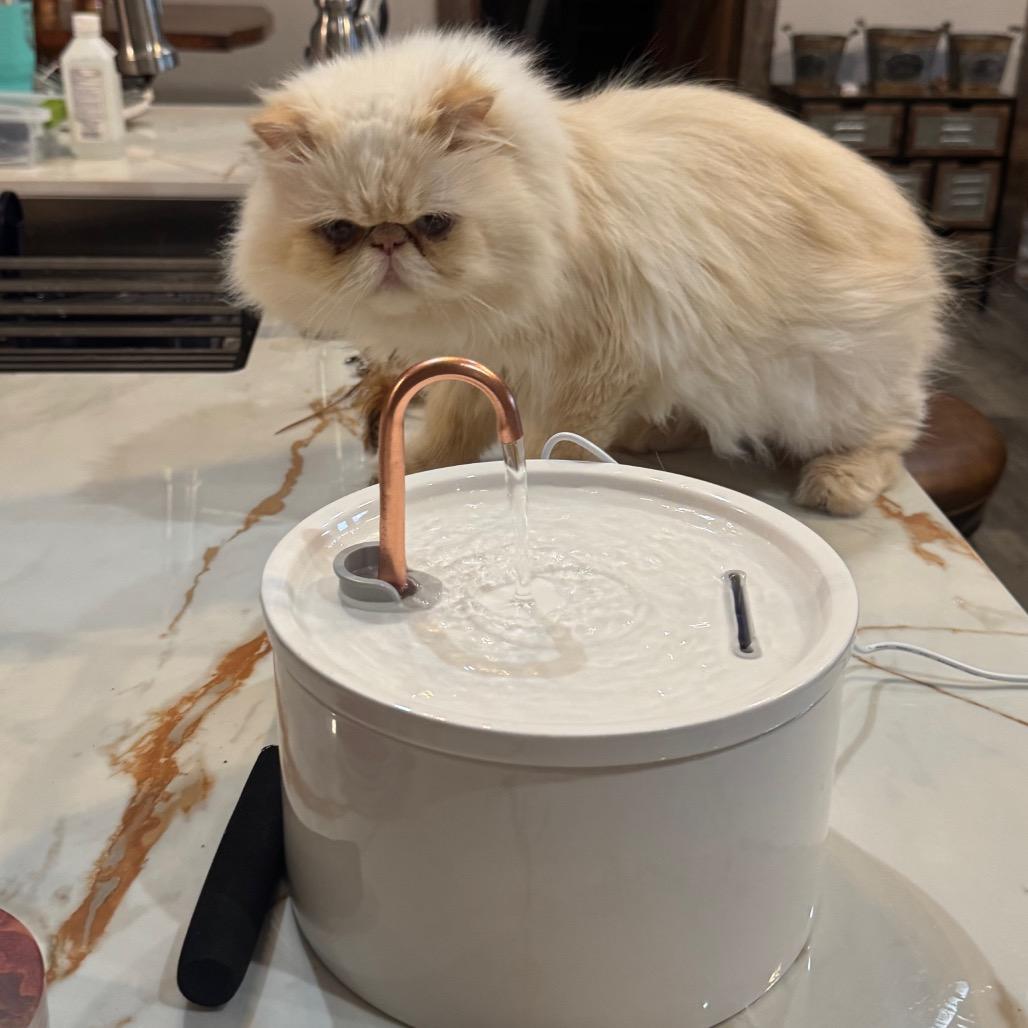 Enlarge Coco 'Calvin', a Adoptable Persian in Houston, TX image 4/6