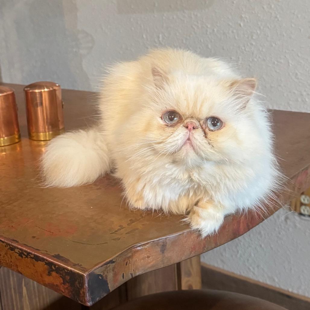 Enlarge Coco 'Calvin', a Adoptable Persian in Houston, TX image 6/6