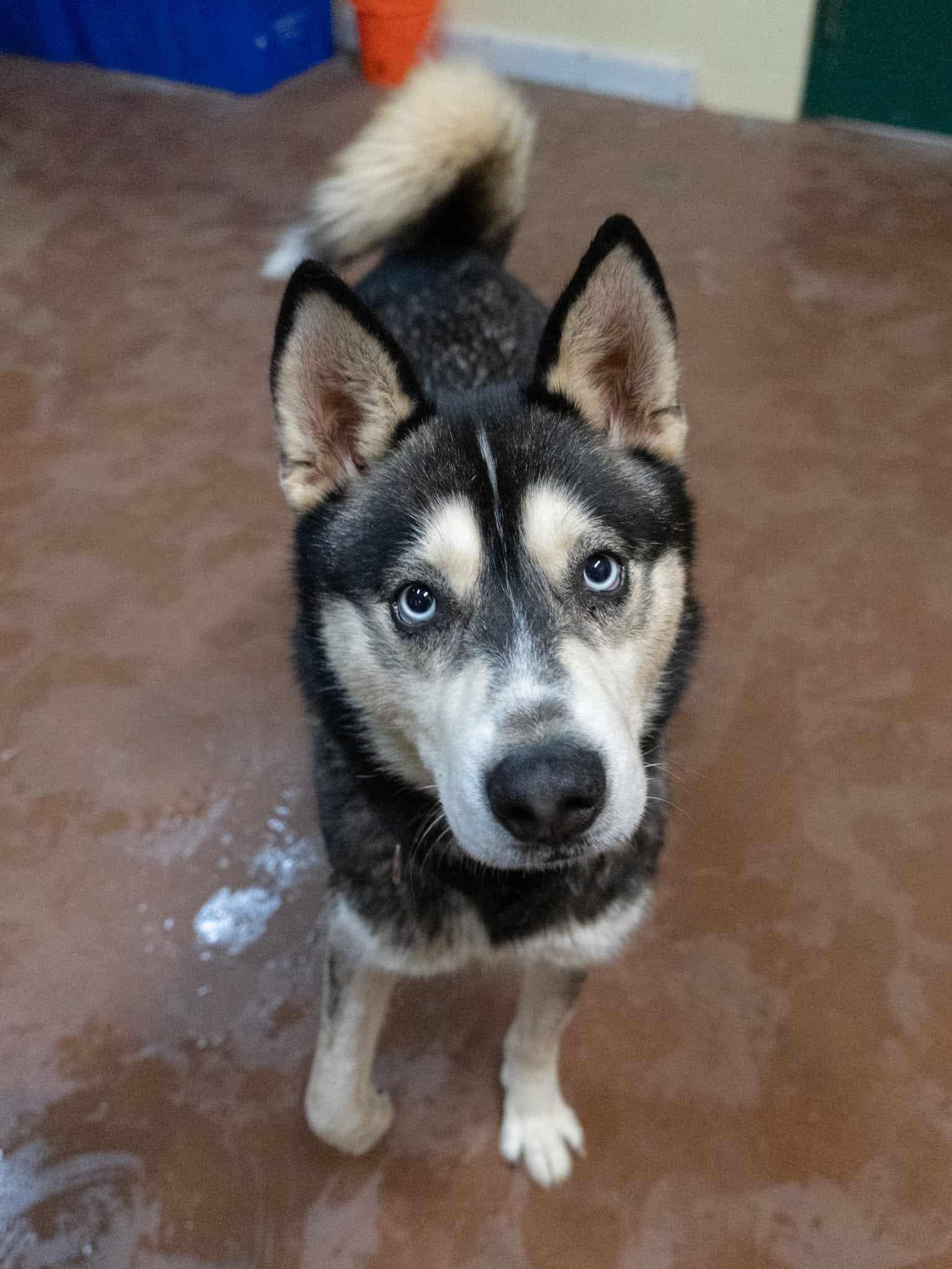 Meeko & Sage (Bonded Pair) 4