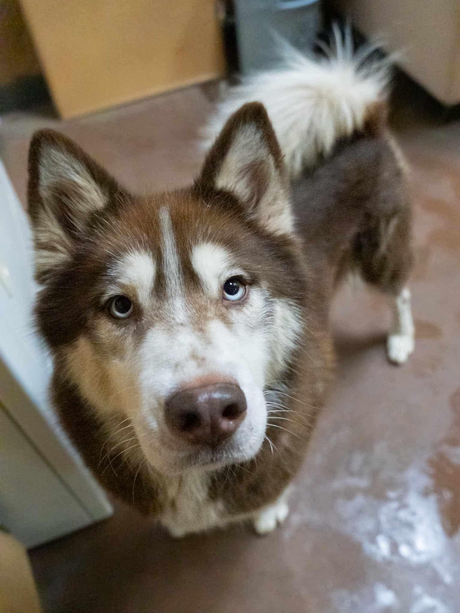 Meeko & Sage (Bonded Pair)