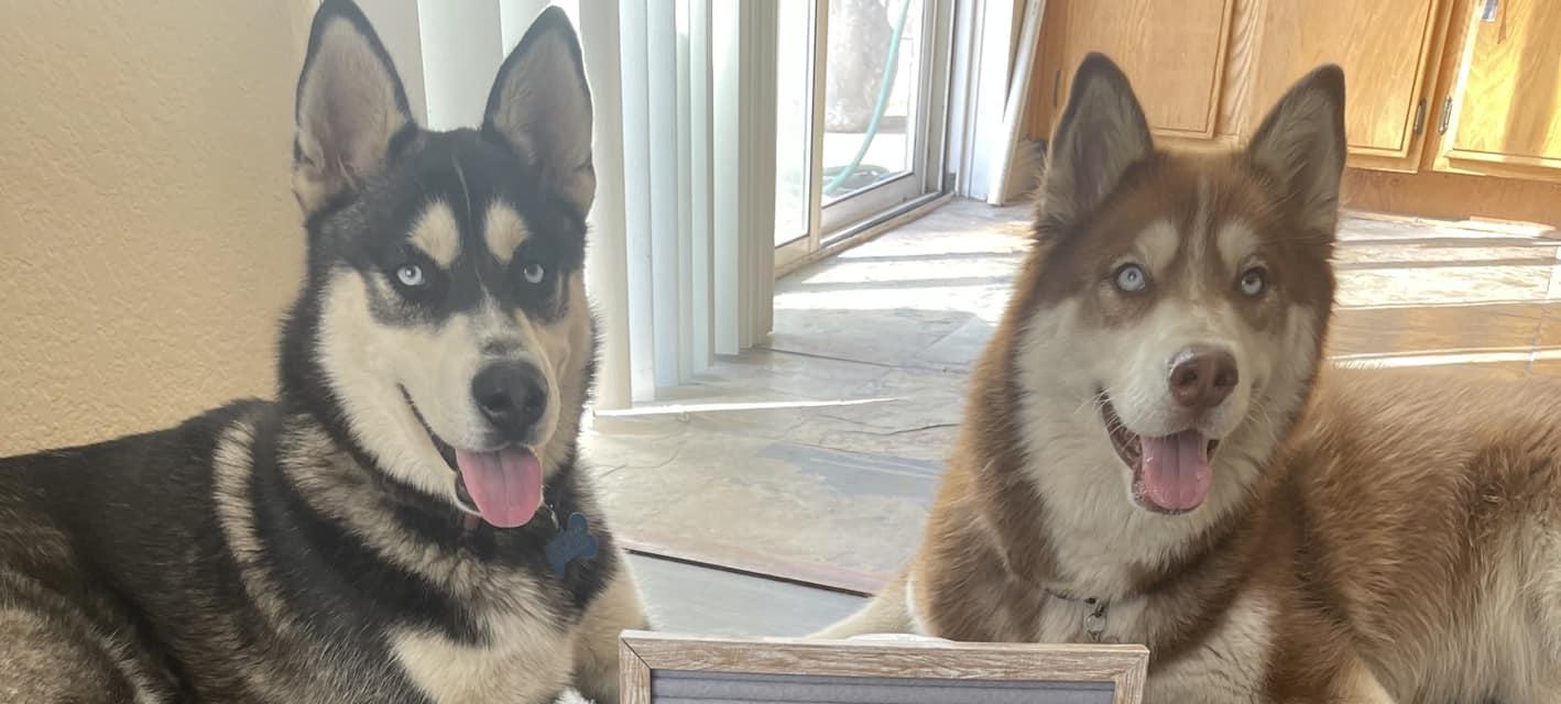 Meeko & Sage (Bonded Pair) 5