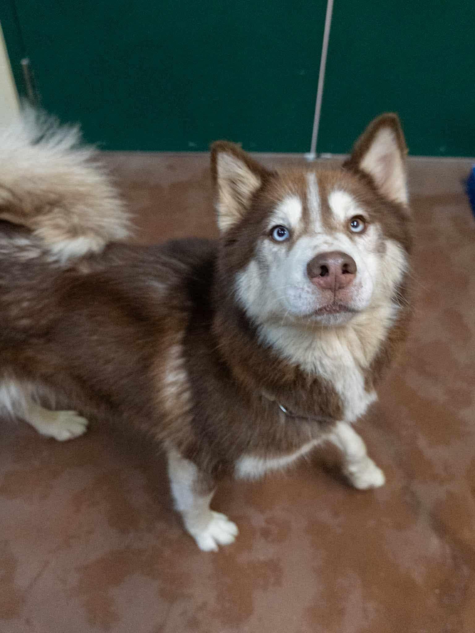 Meeko & Sage (Bonded Pair) 3
