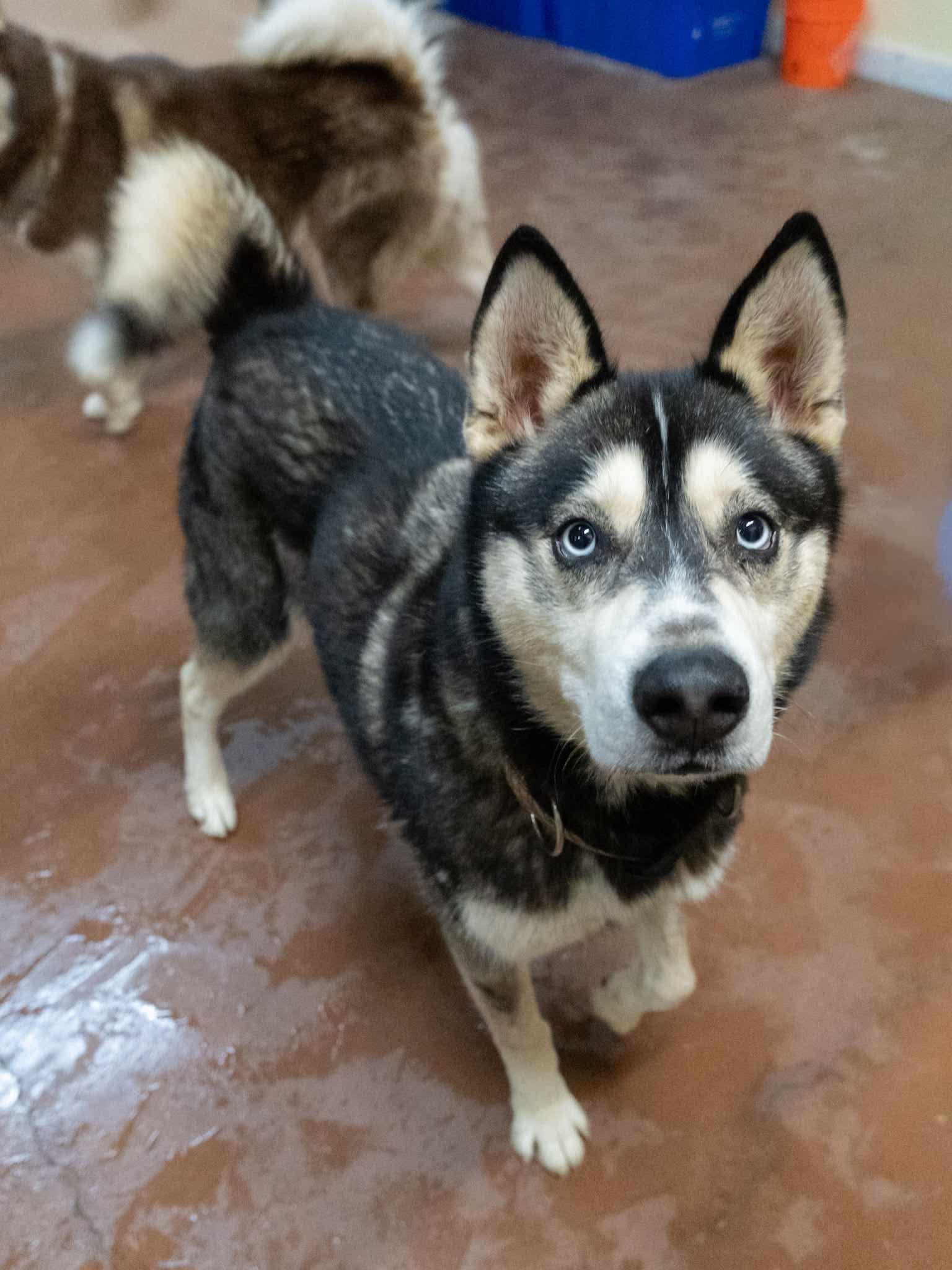 Meeko & Sage (Bonded Pair) 2