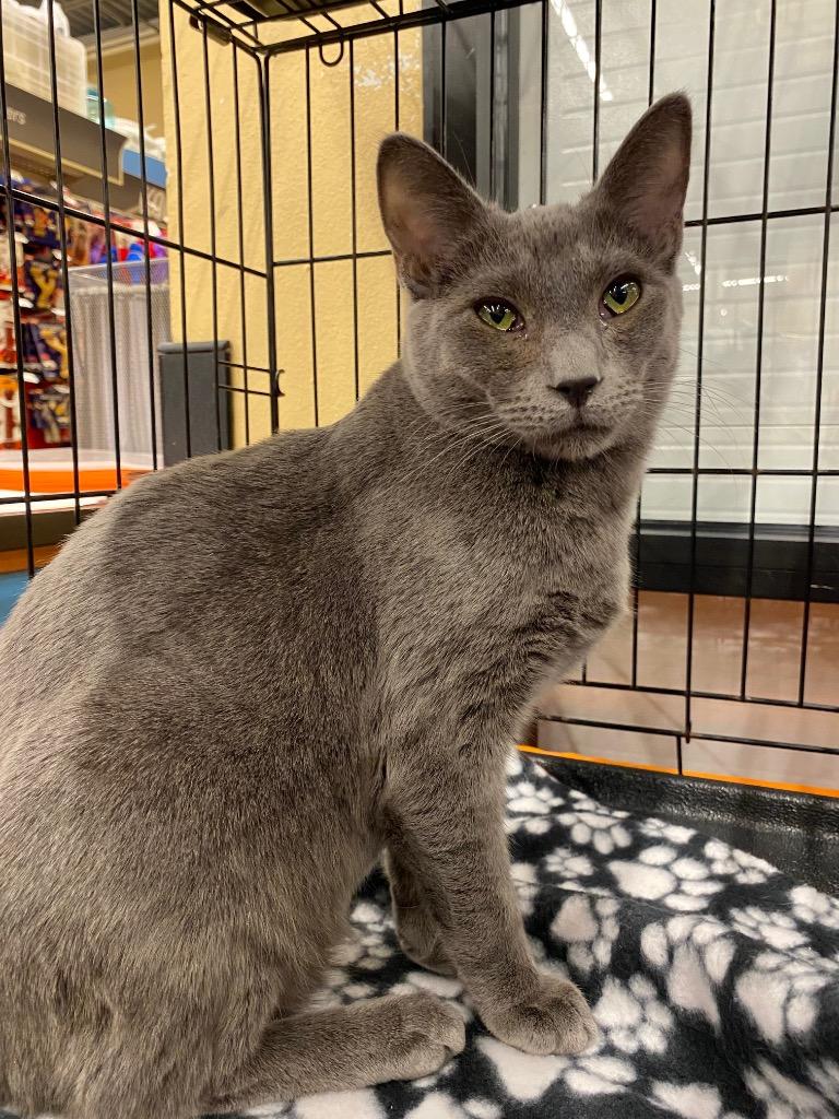 Enlarge Maxwell House, a Adoptable mixed breed in Cumming, GA image 1/1