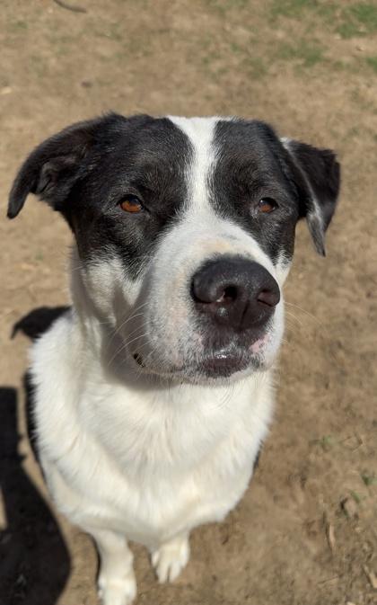 Bobo, a Adoptable mixed breed in Irving, TX image 1/3