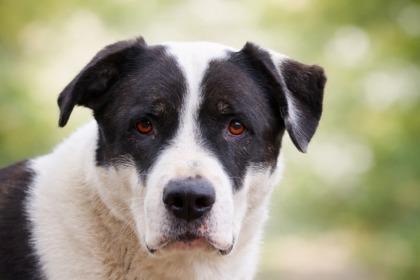 Bobo, Adoptable, Adult Male Labrador Retriever & Mixed Breed.