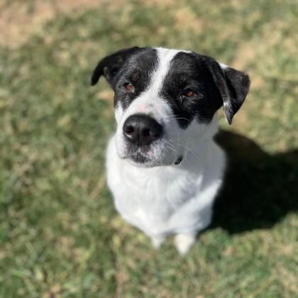Bobo, Adoptable, Adult Male Labrador Retriever & Mixed Breed.