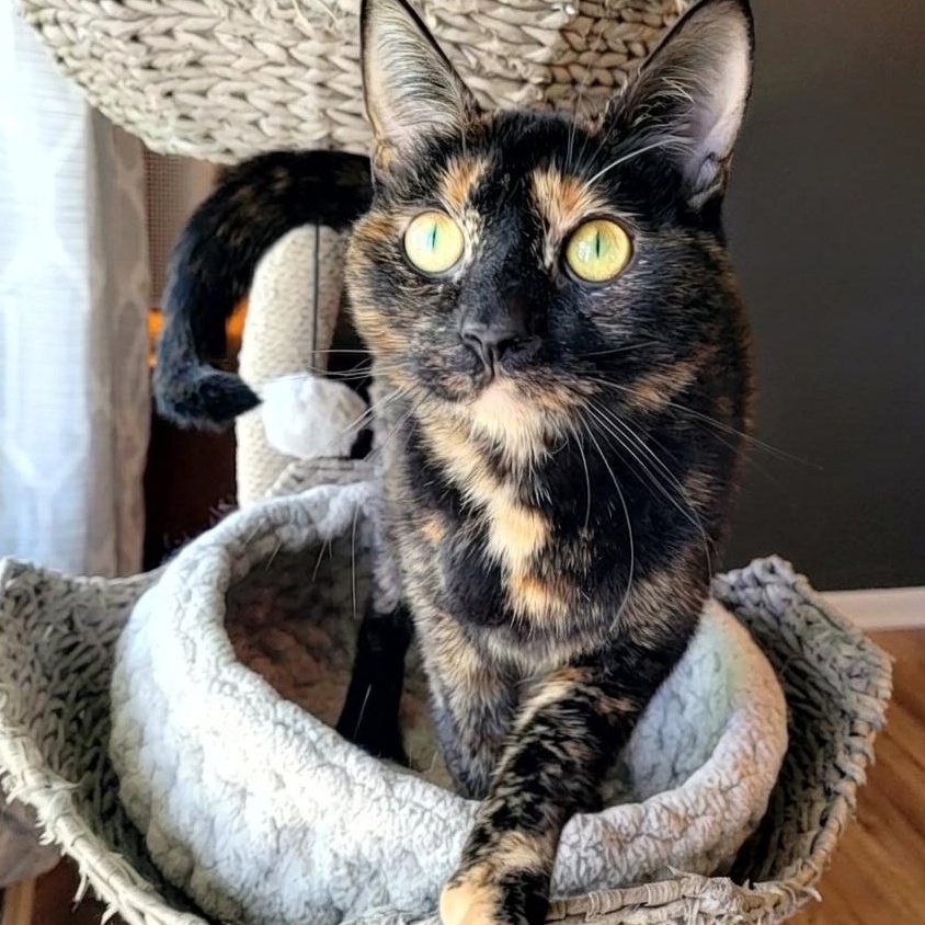 Broccoli, ADOPTABLE, Young Female Domestic Short Hair.