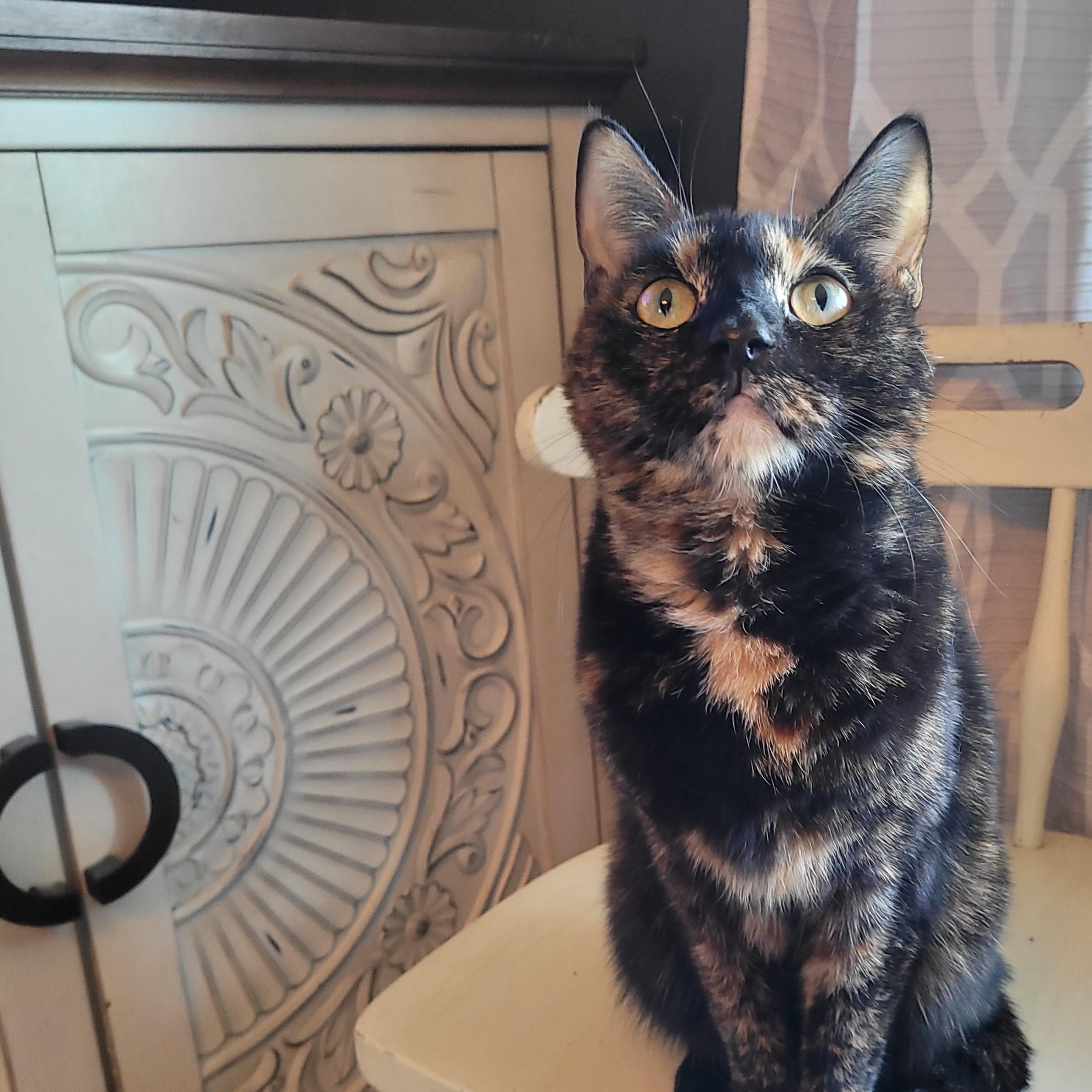 Broccoli, a ADOPTABLE Domestic Short Hair in Indianapolis, IN image 4/4