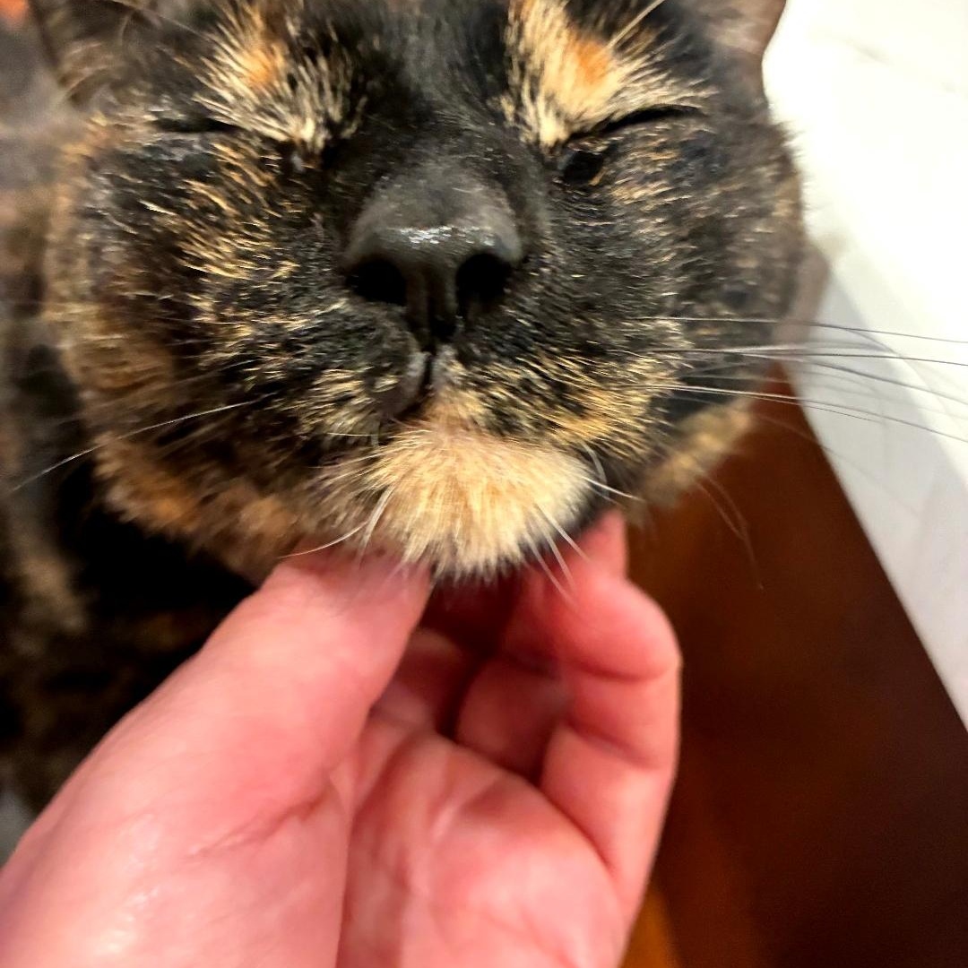 Enlarge Broccoli, an adoptable Domestic Short Hair in Indianapolis, IN image 4/6
