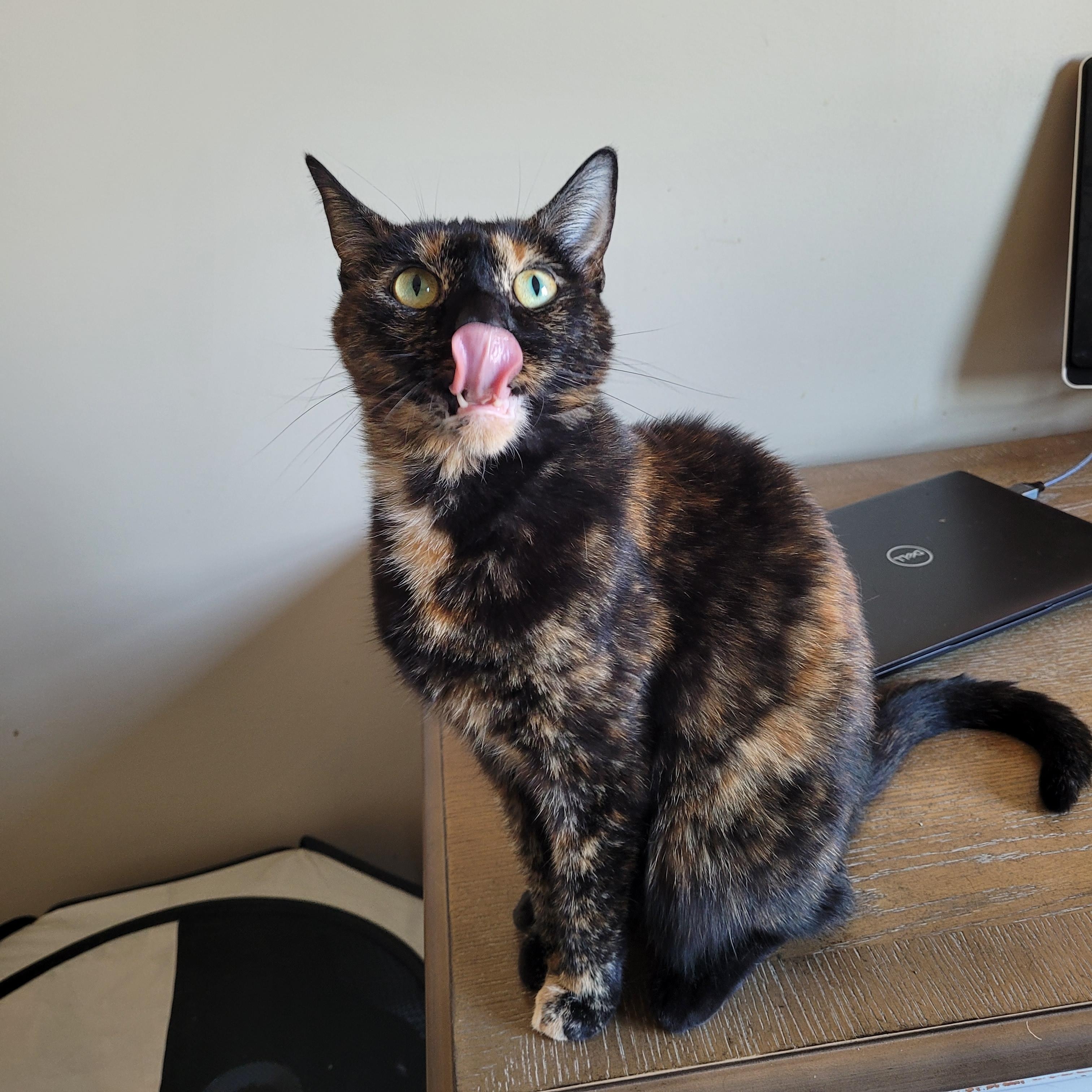 Enlarge Broccoli, an adoptable Domestic Short Hair in Indianapolis, IN image 5/6