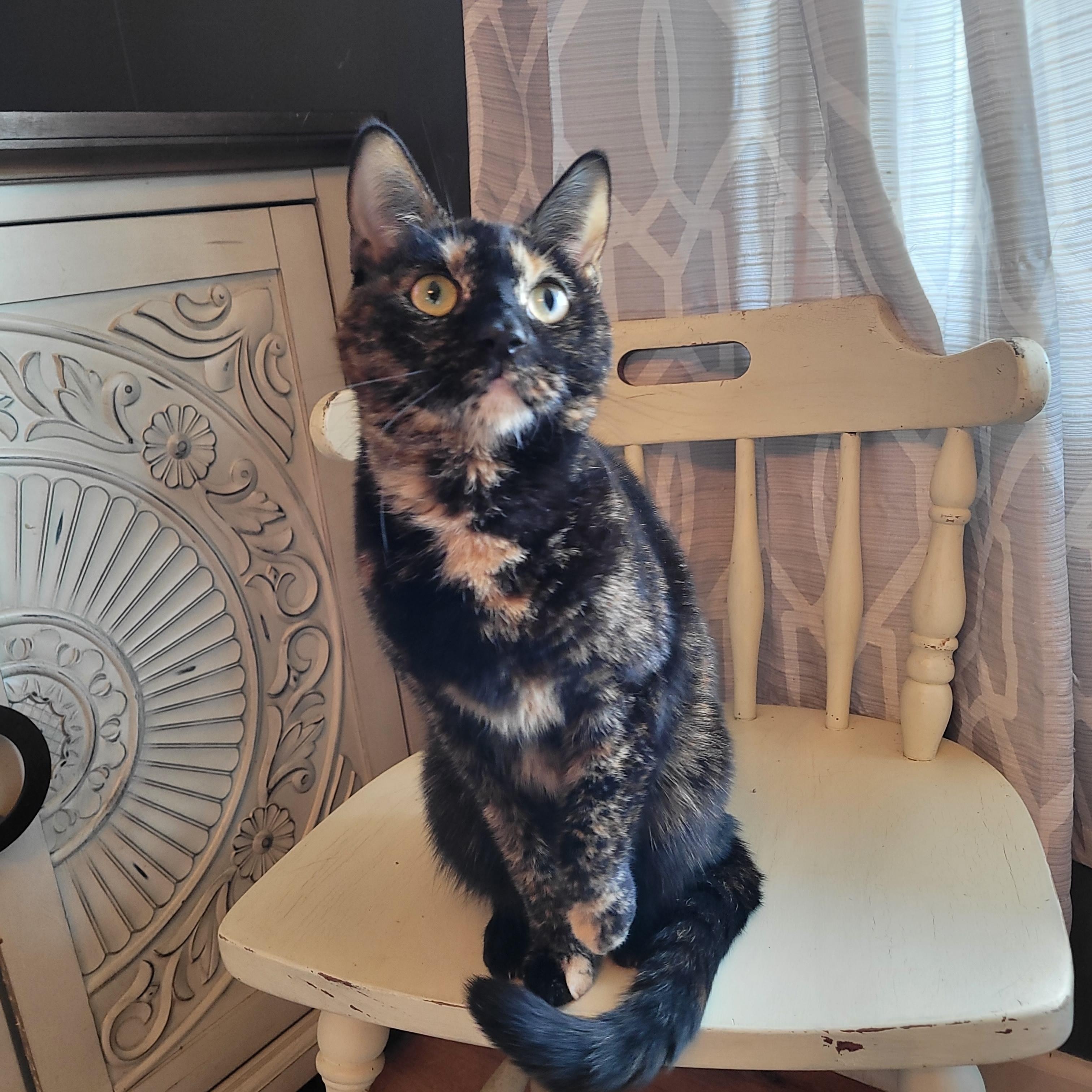 Broccoli, a ADOPTABLE Domestic Short Hair in Indianapolis, IN image 1/4
